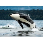 Dave Hutchison-Greeting Art Cards