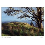 Pendragon Prints- Greeting Art Cards