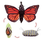 Folkmanis Monarch Life Cycle Puppet